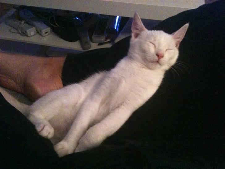 Blanding af racer Cicero billede 8