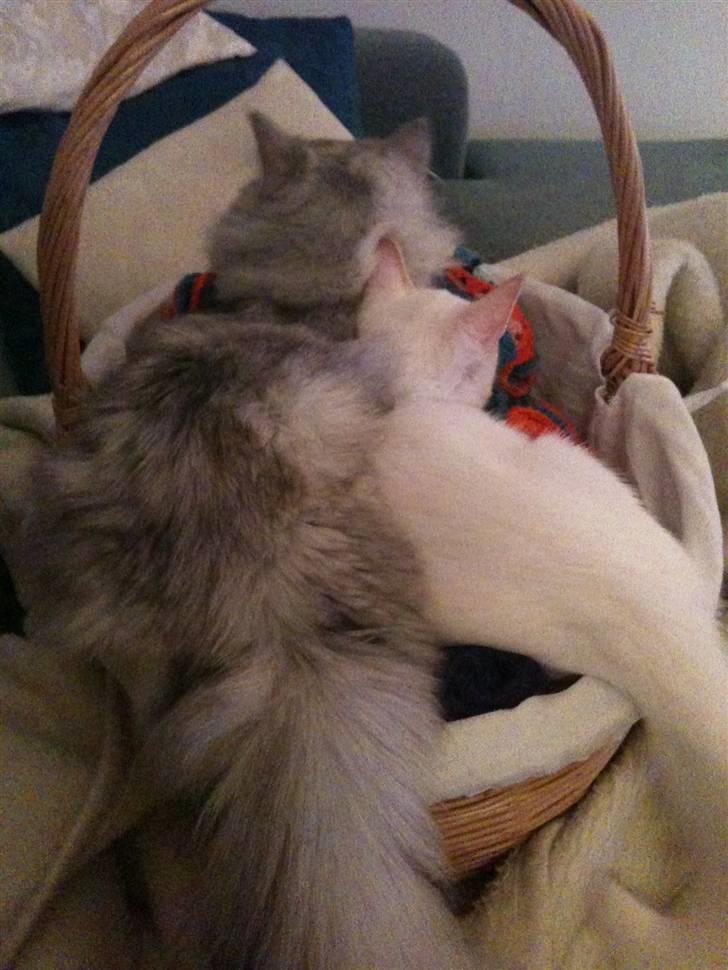 Blanding af racer Cicero - Hygge i mors hækletøjskurv. billede 9