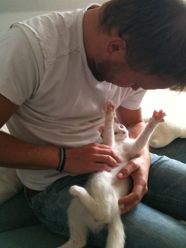 Blanding af racer Cicero - Hygge hos daddy. Ikke noget bedre end at være midtpunkt. Så kan man være rigtig charmerende! :) billede 10