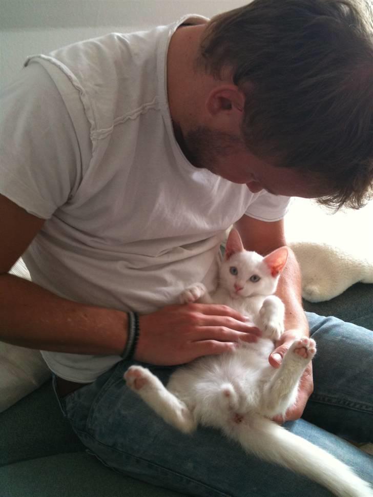 Blanding af racer Cicero billede 11