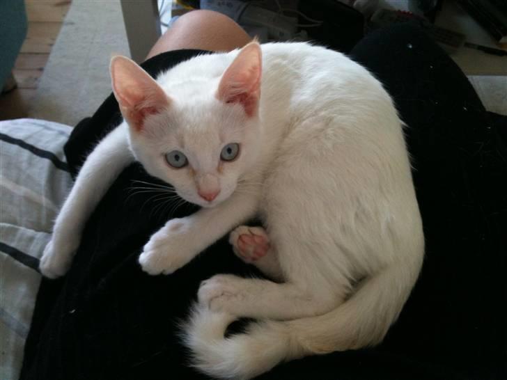 Blanding af racer Cicero - Øjenkontakt billede 12