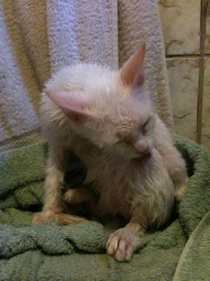 Blanding af racer Cicero - Så fik man også et bad... Hmm, den "fornøjelse" ved jeg nu ikke om hitter. billede 13