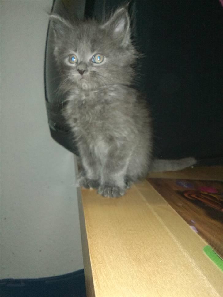 Maine Coon DK Cosmea´s banzai billede 1