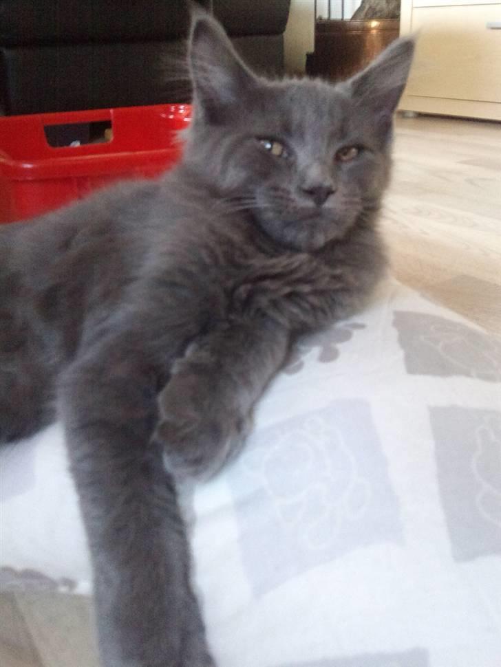 Maine Coon DK Cosmea´s banzai billede 3