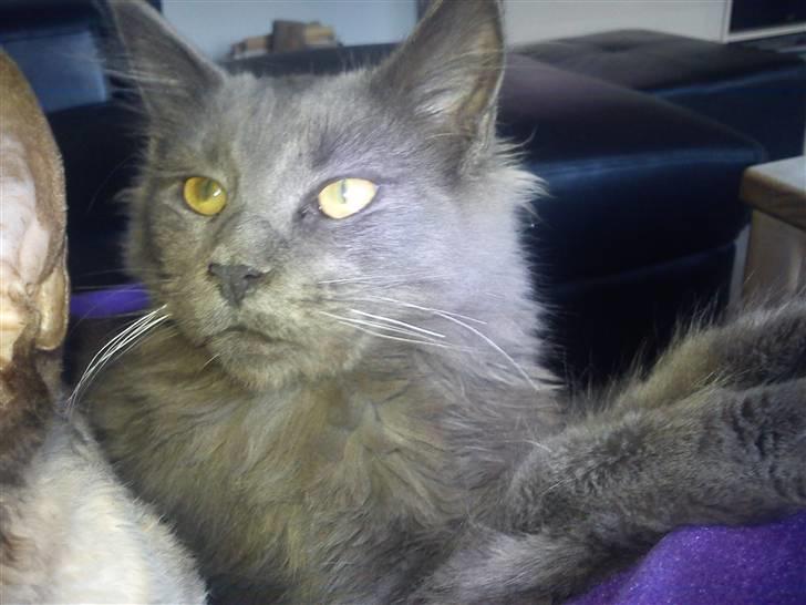 Maine Coon DK Cosmea´s banzai billede 4