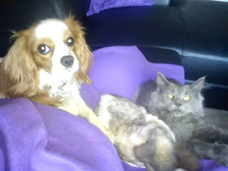 Maine Coon DK Cosmea´s banzai billede 5