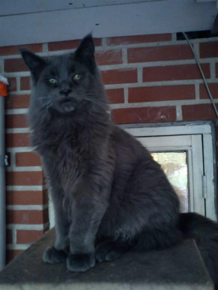 Maine Coon DK Cosmea´s banzai billede 6