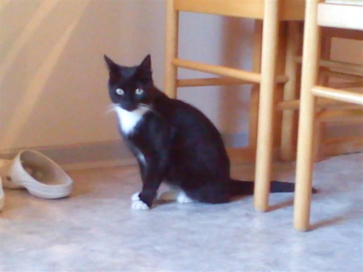 Blanding af racer Stortemis  - #1 Velkommen til Sortemis´ profil  Foto: mig billede 1