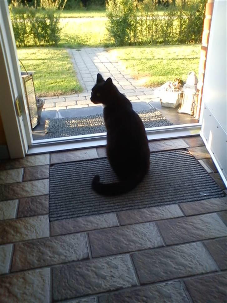 Blanding af racer Stortemis  - #4 billede 4