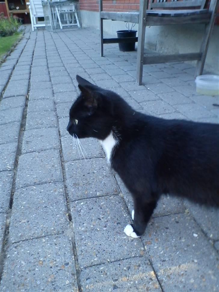 Blanding af racer Stortemis  - #5 billede 5