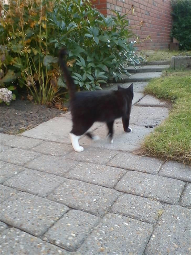 Blanding af racer Stortemis  - #6 billede 6