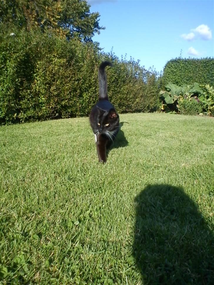 Blanding af racer Stortemis  - #9 billede 9