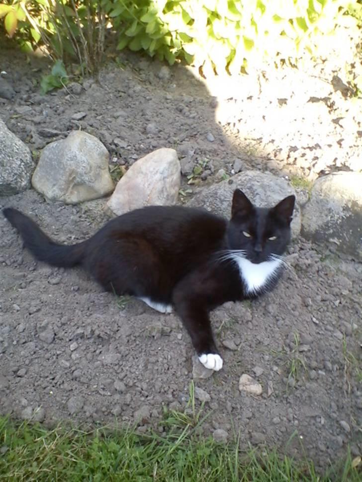 Blanding af racer Stortemis  - #10 billede 10