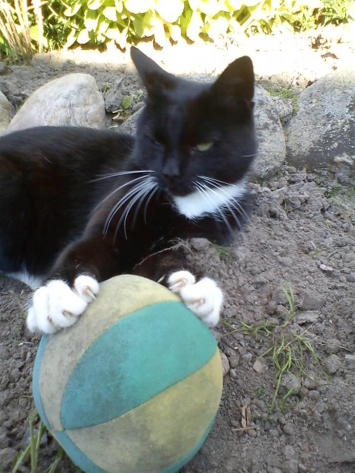 Blanding af racer Stortemis  - #11 billede 11