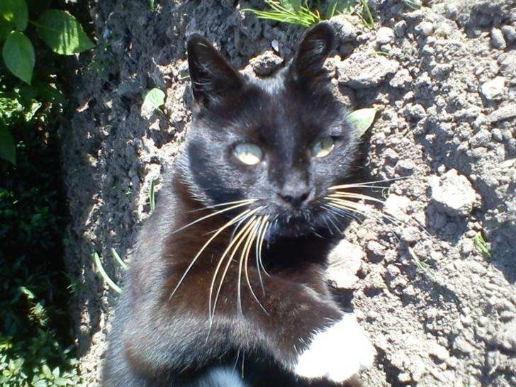 Blanding af racer Stortemis  - #12 billede 12