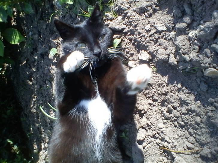 Blanding af racer Stortemis  - #13 billede 13