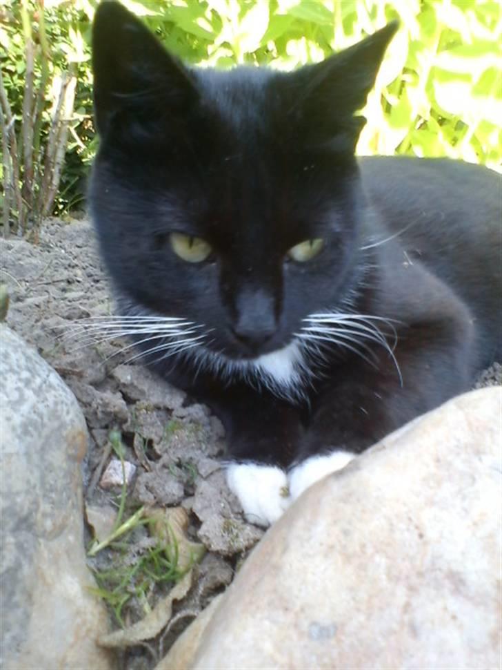 Blanding af racer Stortemis  - #14 billede 14