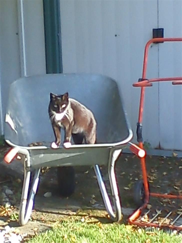 Blanding af racer Stortemis  - #15 billede 15