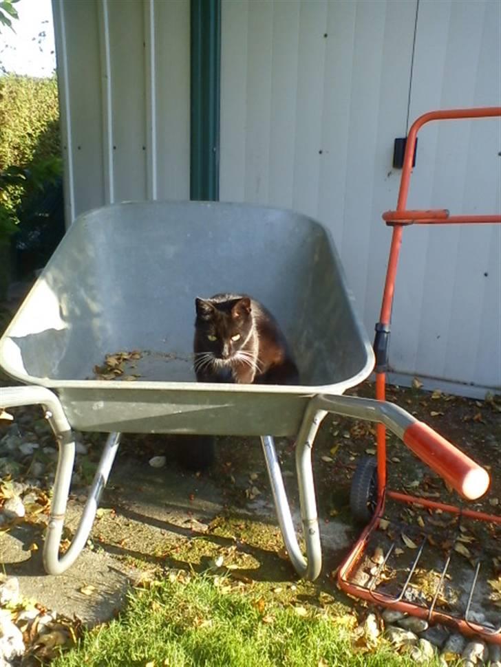 Blanding af racer Stortemis  - #16 billede 16