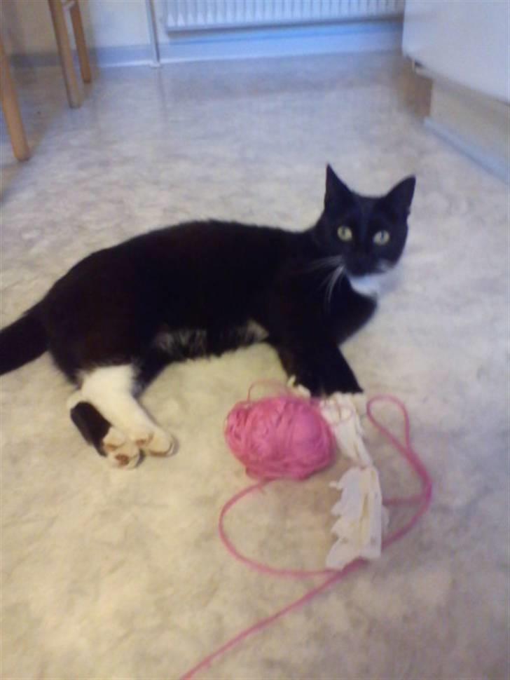 Blanding af racer Stortemis  - #17 billede 17