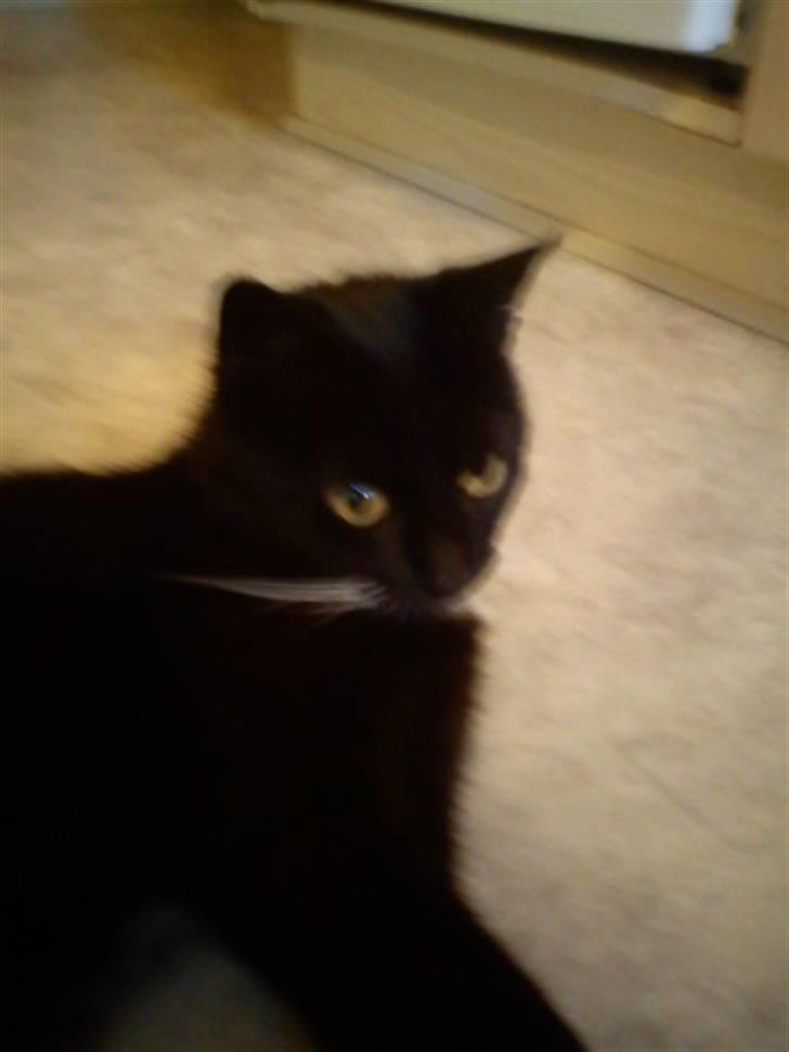 Blanding af racer Stortemis  - #18 billede 18