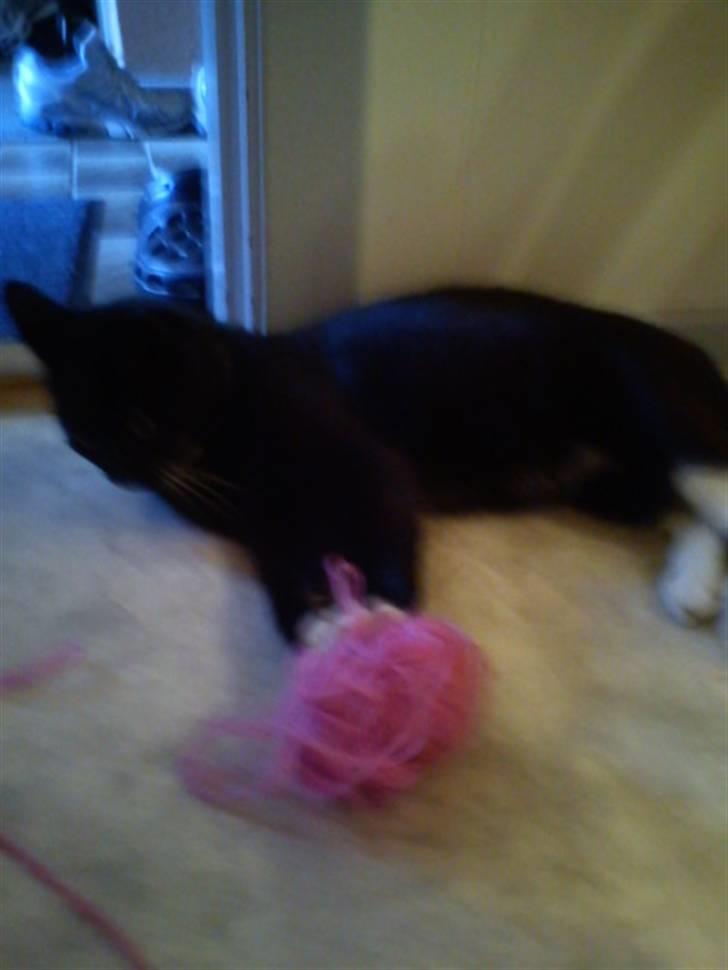 Blanding af racer Stortemis  - #19 billede 19