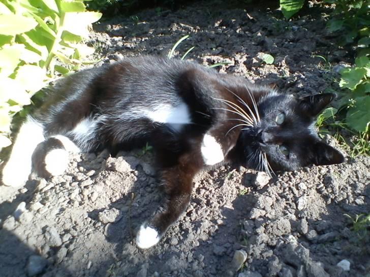 Blanding af racer Stortemis  - #20 Tak for kigget ;) billede 20