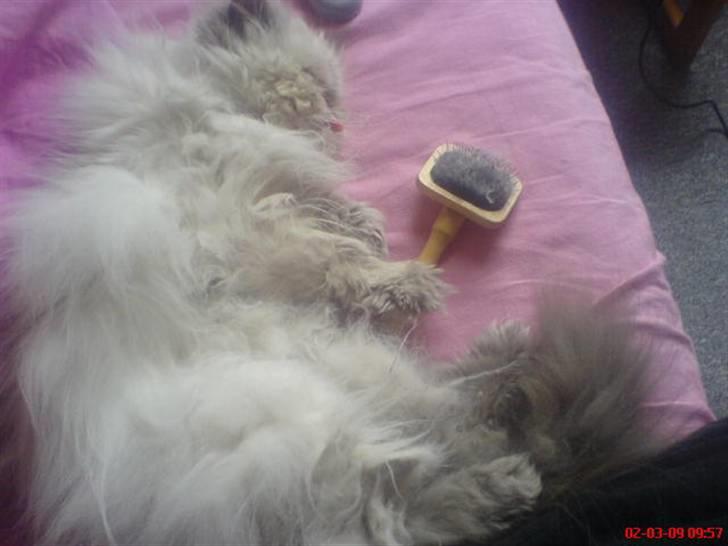 Perser Misha R.I.P. - #6 billede 6