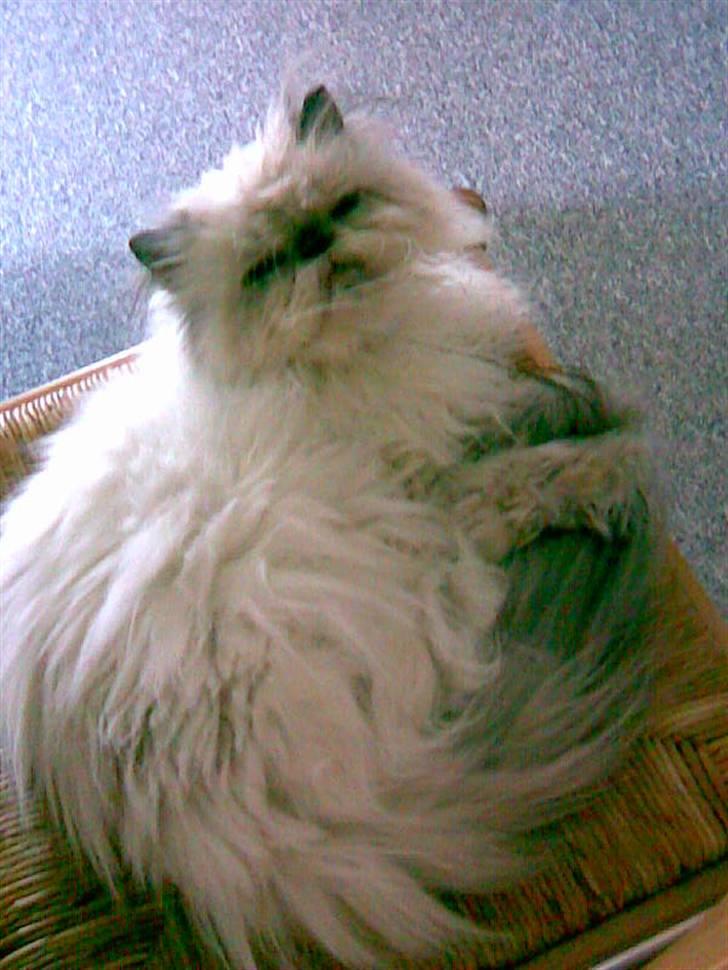 Perser Misha R.I.P. - #7 billede 7