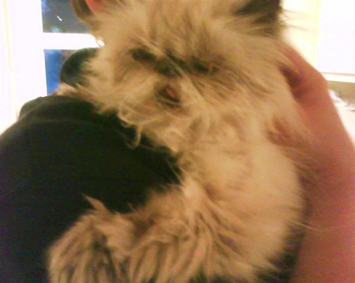 Perser Misha R.I.P. - #8 billede 8