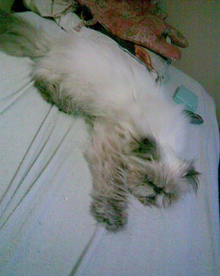 Perser Misha R.I.P. - #9 billede 9