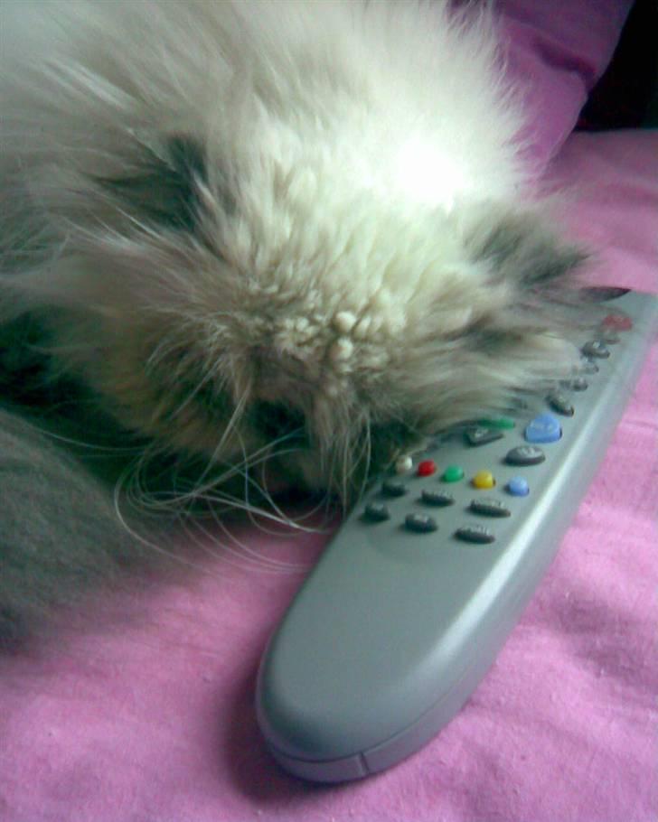 Perser Misha R.I.P. - #10 billede 10