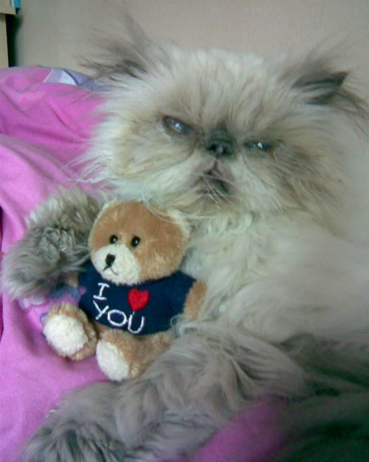 Perser Misha R.I.P. - #11 billede 11