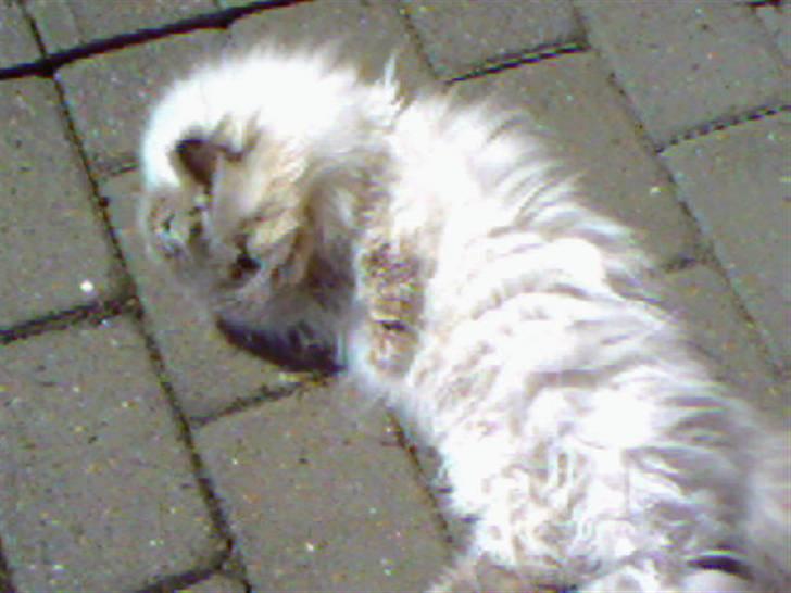 Perser Misha R.I.P. - #12 billede 12