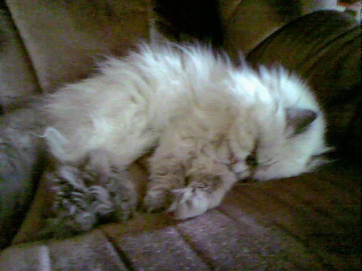 Perser Misha R.I.P. - #13 billede 13