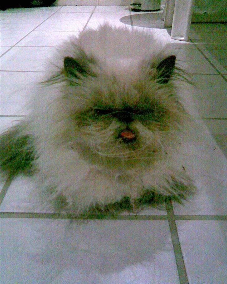 Perser Misha R.I.P. - #14 billede 14