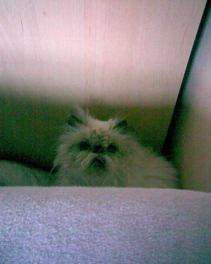 Perser Misha R.I.P. - #15 billede 15