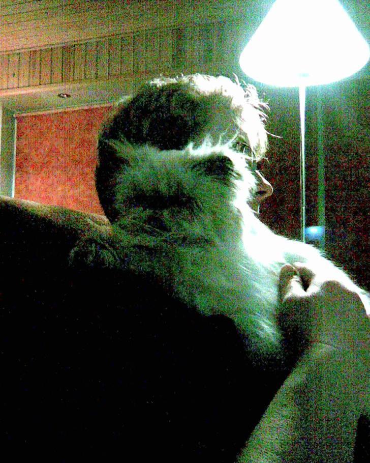 Perser Misha R.I.P. - #16 billede 16