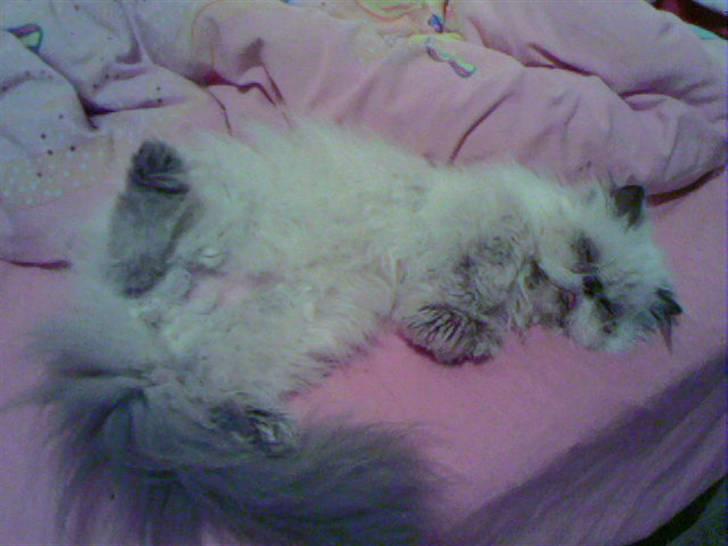 Perser Misha R.I.P. - #17 billede 17