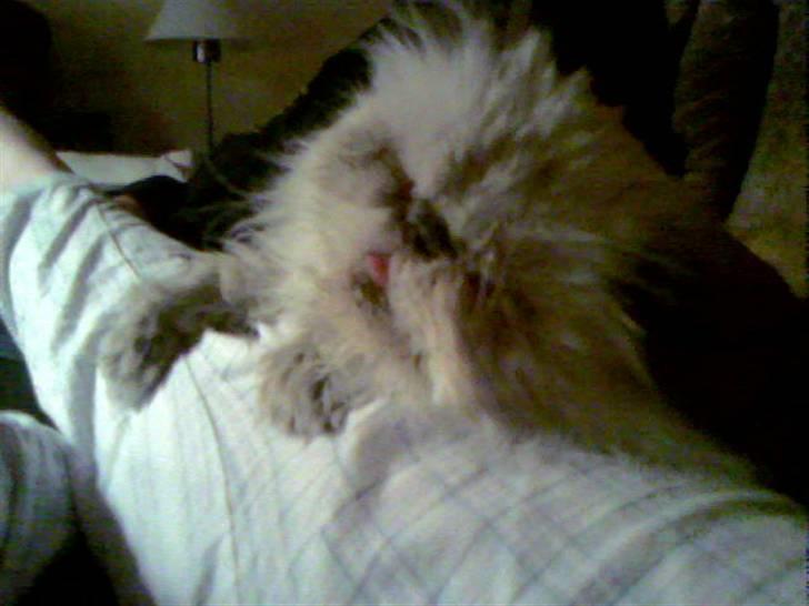 Perser Misha R.I.P. - #18 billede 18