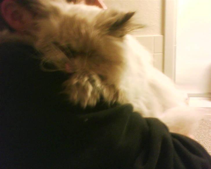 Perser Misha R.I.P. - #19 billede 19