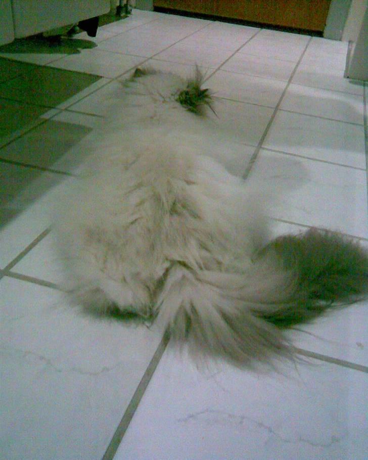 Perser Misha R.I.P. billede 20