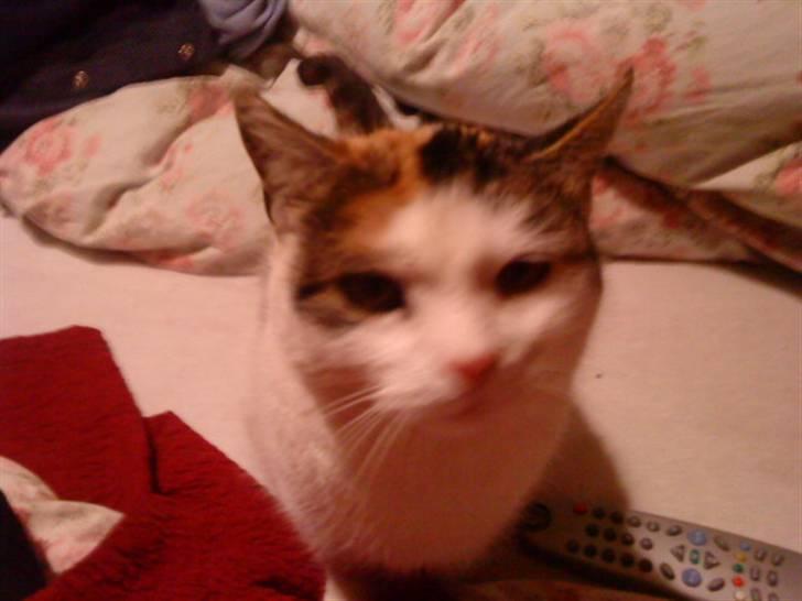 Blanding af racer Cervinagaard Ariel R.I.P billede 8