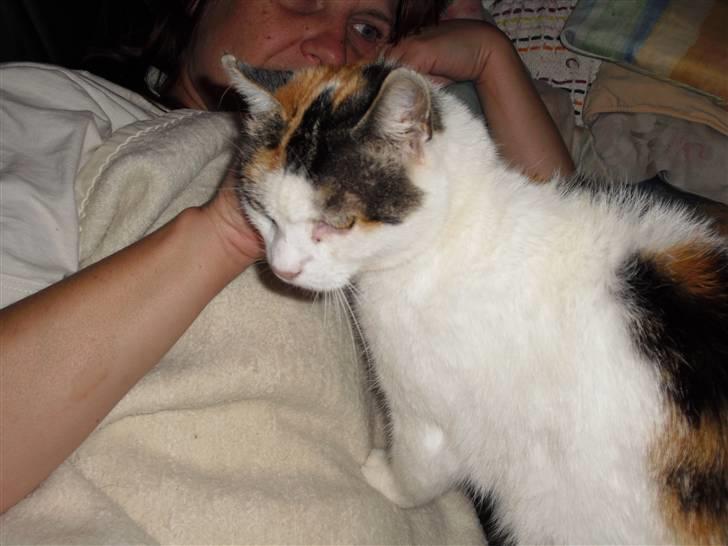 Blanding af racer Cervinagaard Ariel R.I.P billede 9