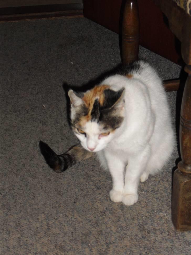 Blanding af racer Cervinagaard Ariel R.I.P billede 10