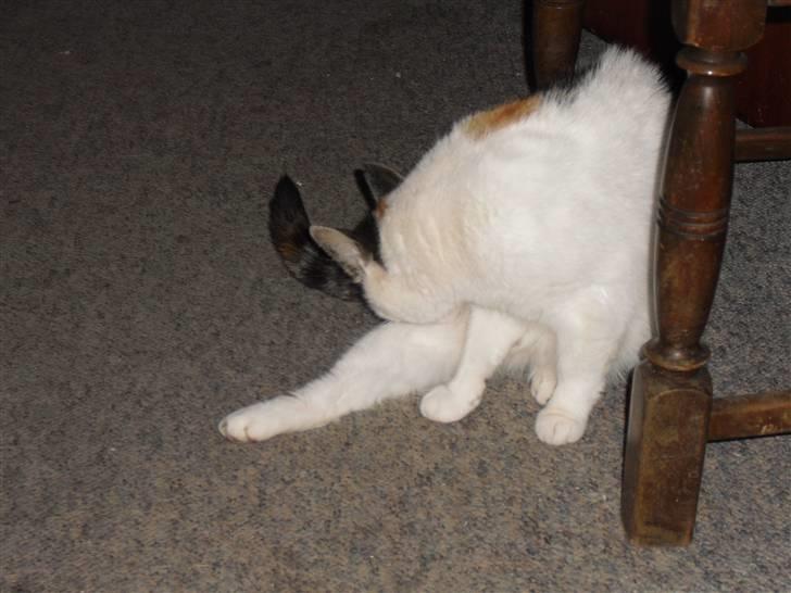 Blanding af racer Cervinagaard Ariel R.I.P billede 11