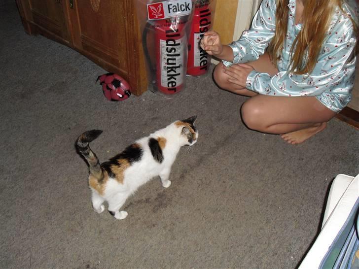 Blanding af racer Cervinagaard Ariel R.I.P billede 12