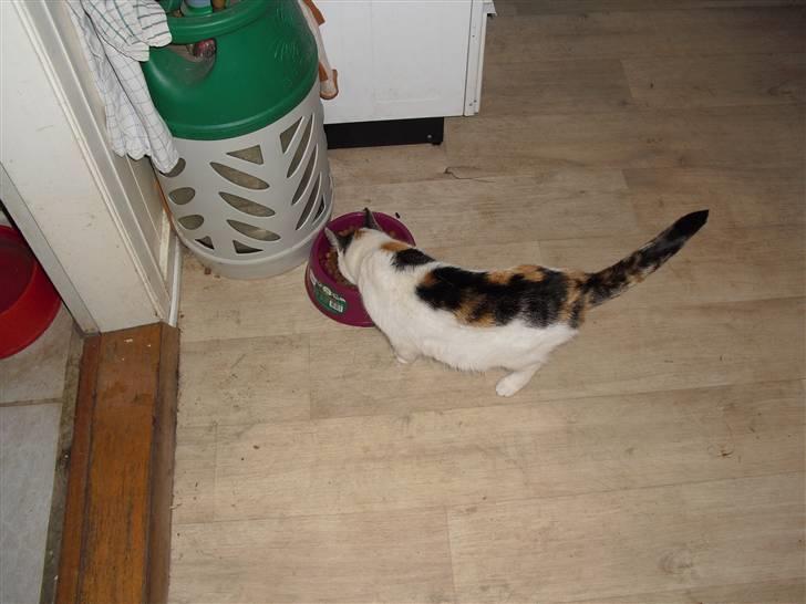 Blanding af racer Cervinagaard Ariel R.I.P billede 14