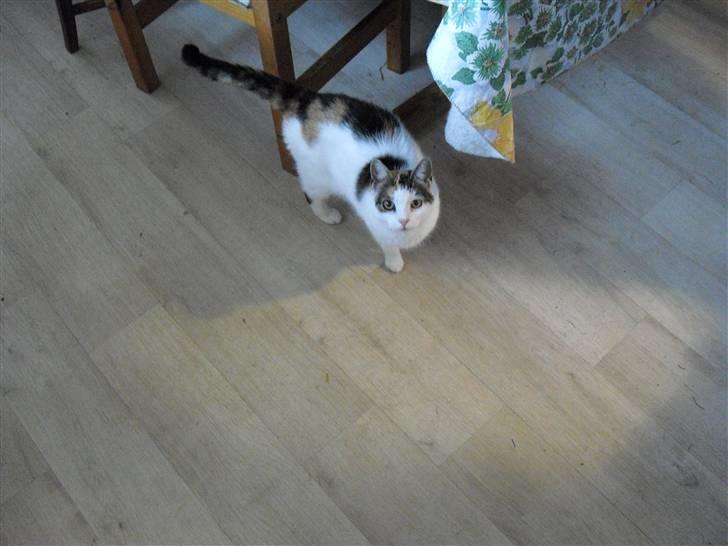 Blanding af racer Cervinagaard Ariel R.I.P billede 15