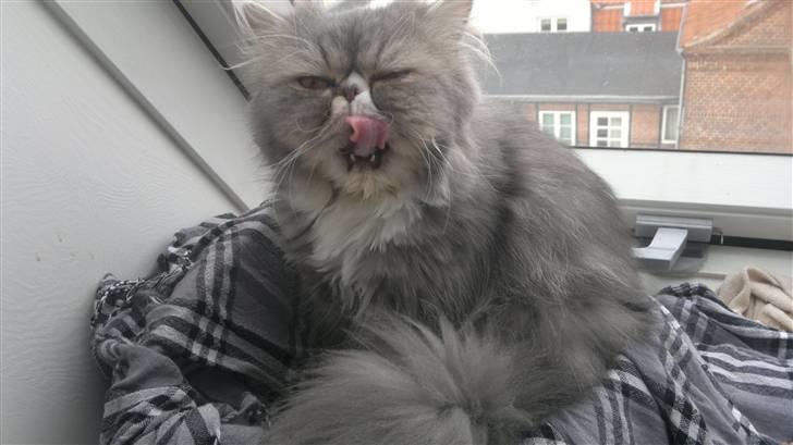 Perser SnowFlake aka. Snowi billede 1